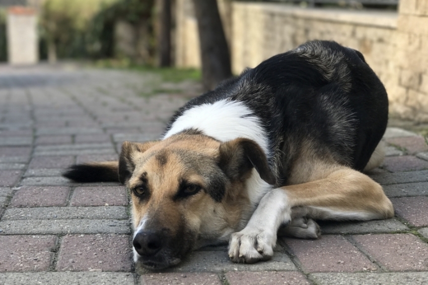 CastraPet Paraná atenderá 11 municípios da Comcam em janeiro.