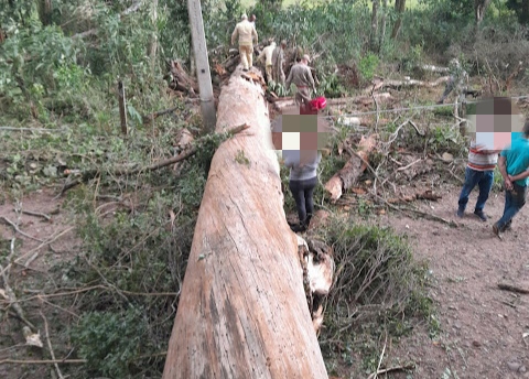 Homem morre após ser atingido por árvore.
