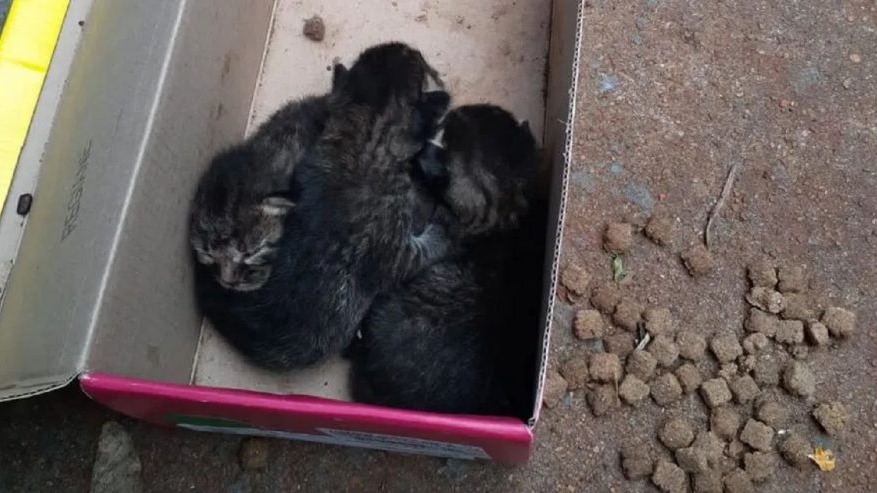 Mulher é multada em R$ 6 mil por abandono de gatinhos.