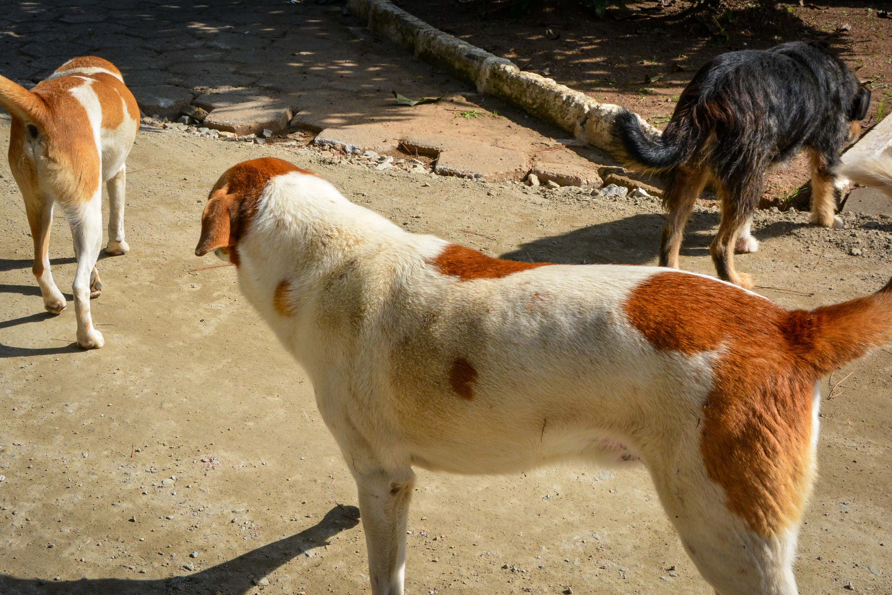 Nova fase do CastraPet vai atender mais de 30 mil cães e gatos em 165 cidades do Paraná