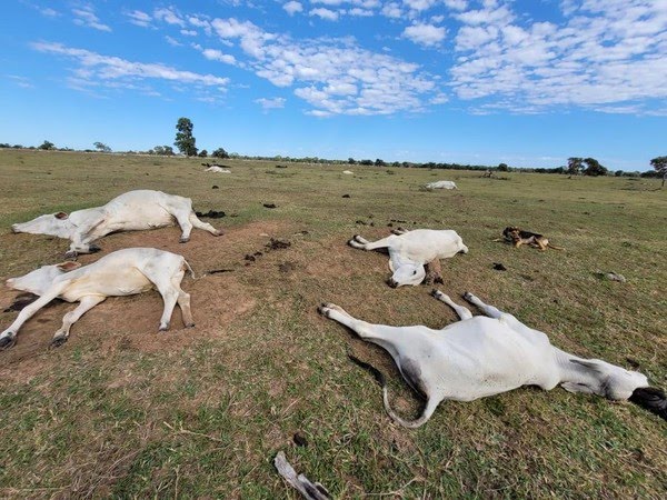 Mais de mil cabeças de gado morrem de frio.