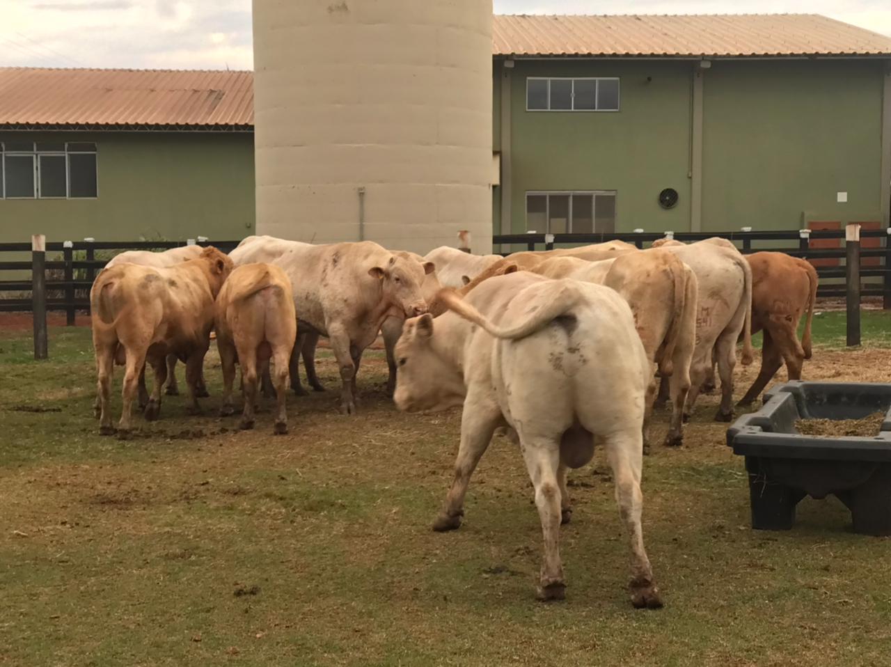 Campo Mourão sedia Encontro de Criadores da Raça Purunã.
