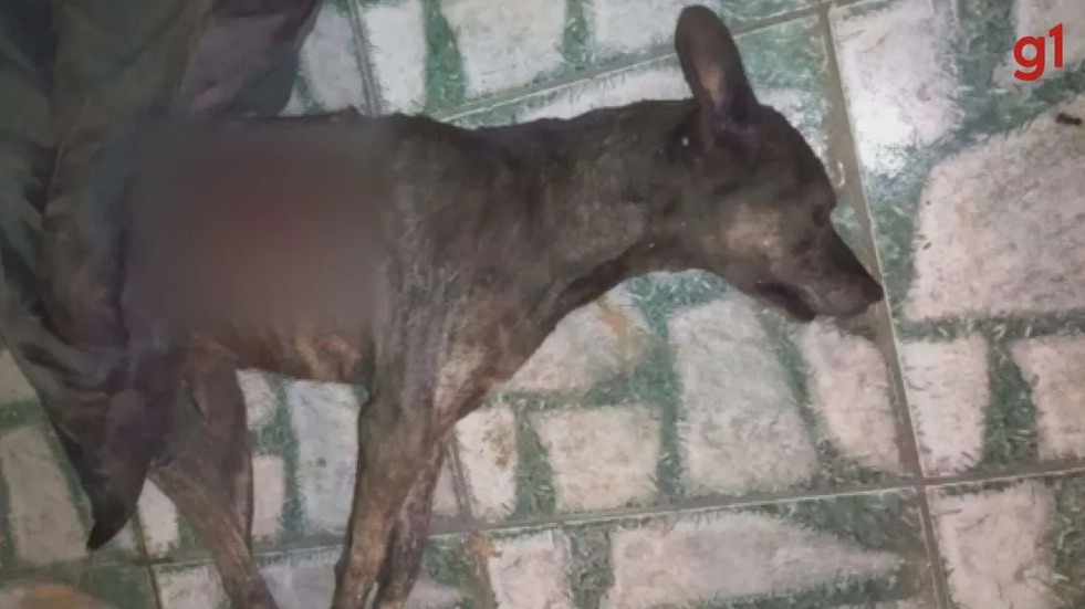Tutor suspeito de colocar cachorro vivo em fogueira para matá-lo se torna réu na Justiça do Paraná.