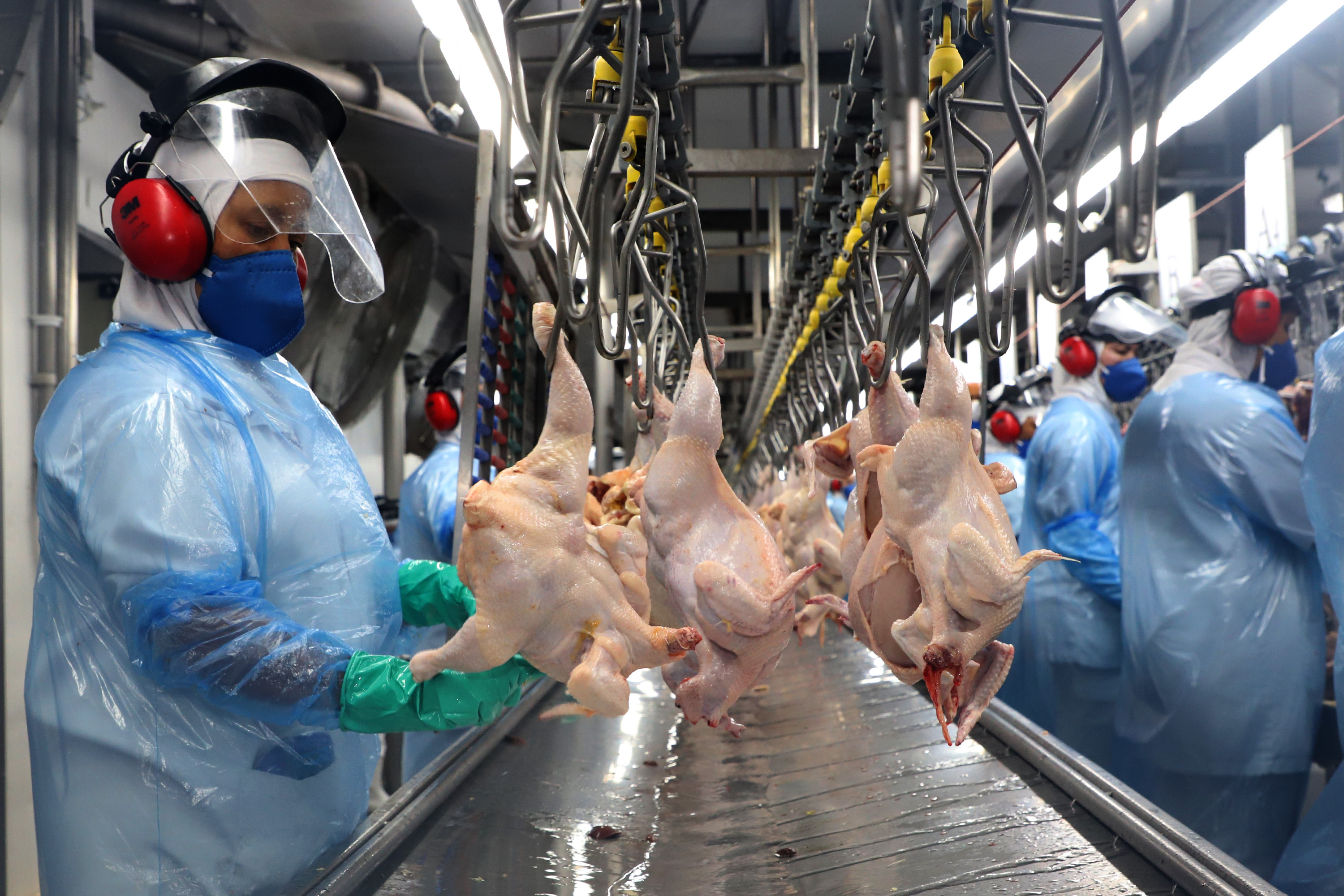 Paraná alcança maior produção semestral de frangos e suínos da história em 2023.
