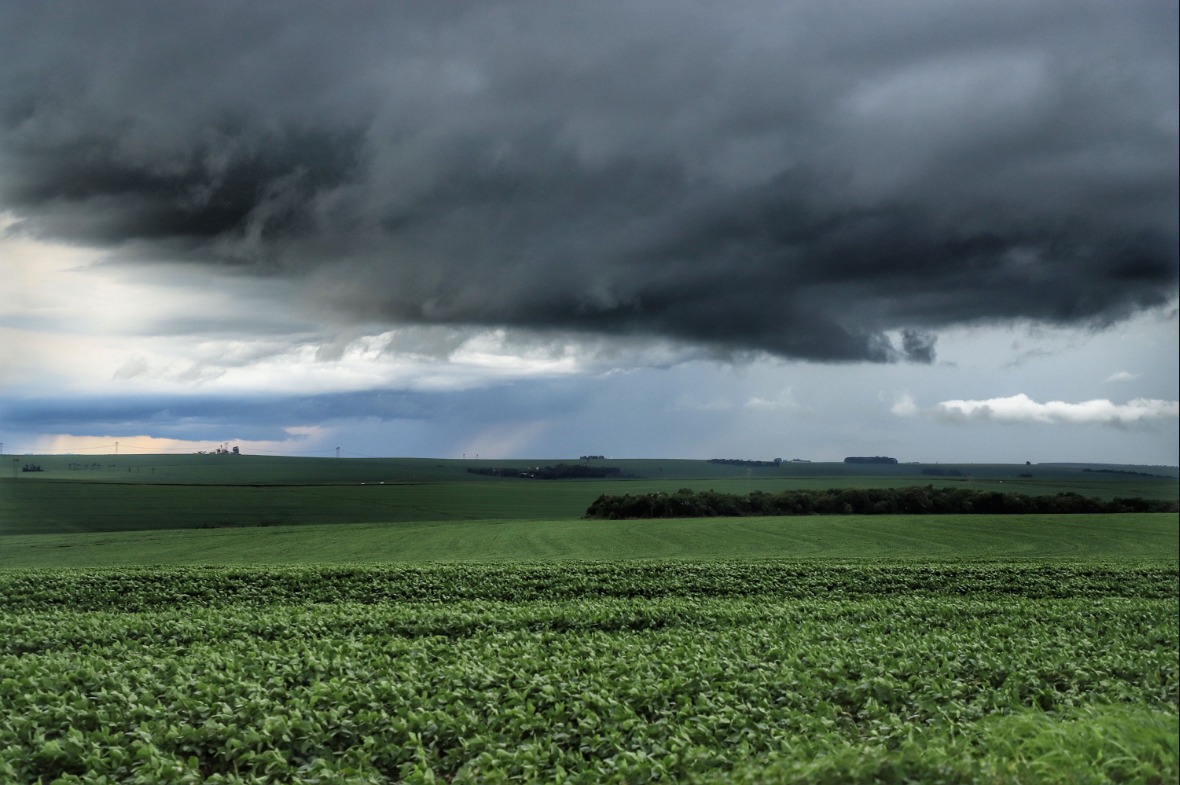 Chuvas acima das médias impactam produção agropecuária paranaense.