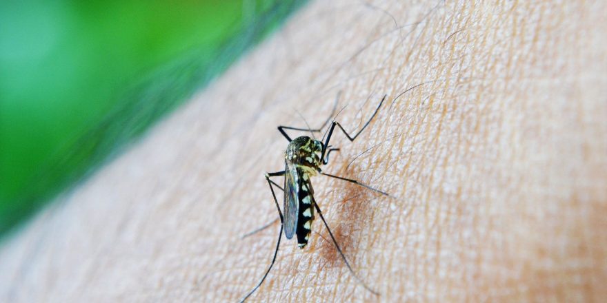 Dengue faz mais duas vítimas fatais em Cascavel