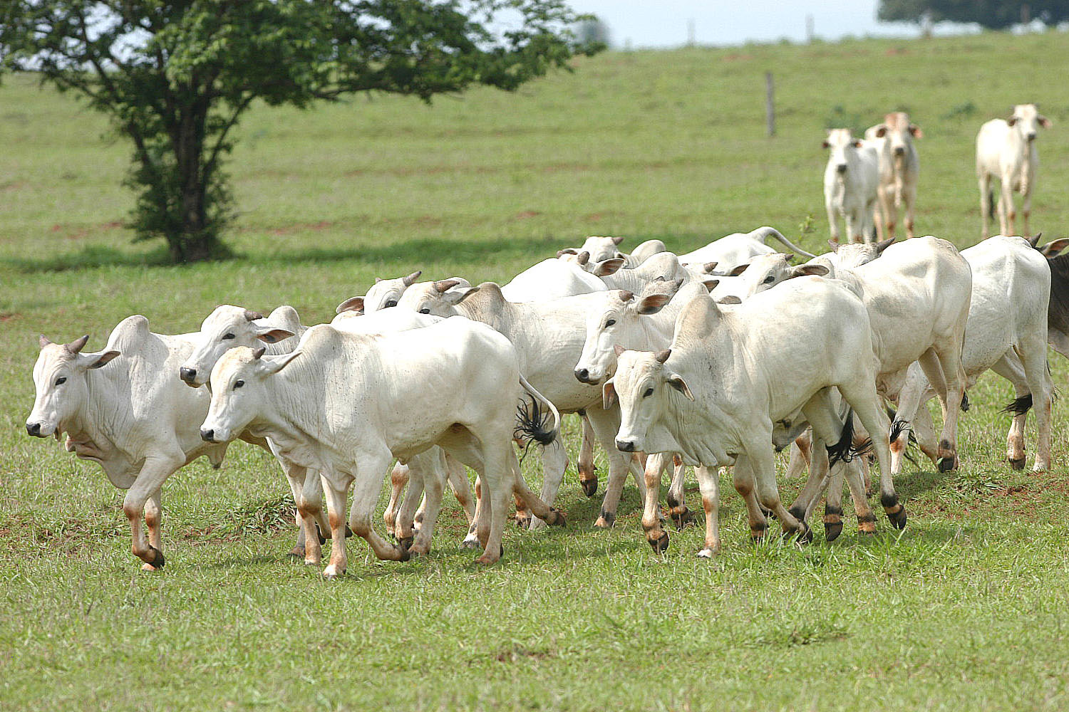 Brasil segue protocolo de transparência para tratar caso de vaca louca.