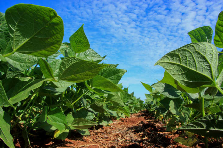 Deral destaca aumento na área de feijão e divulga estimativa da safra de inverno no Paraná