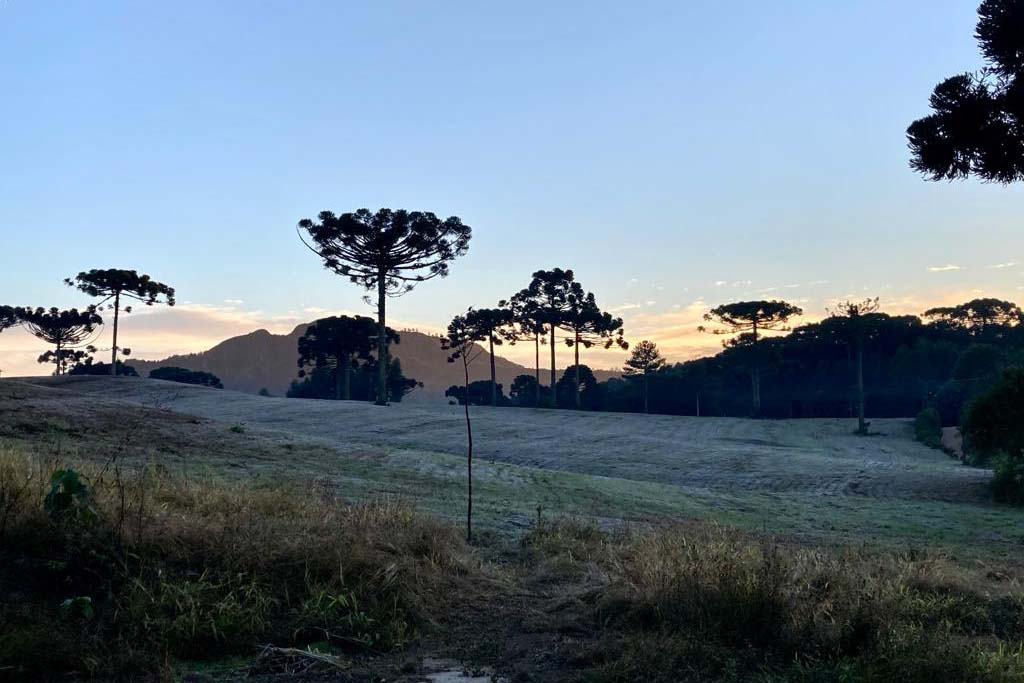 Onda de frio no campo: IDR-Paraná reforça cuidados em culturas mais sensíveis.
