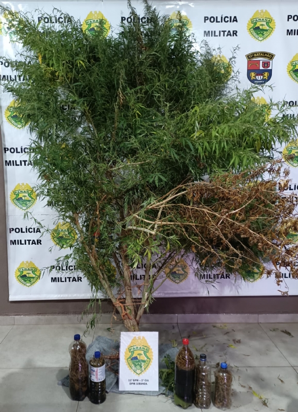 Denúncia de receptação leva polícia a plantação de maconha em propriedade rural de Juranda.