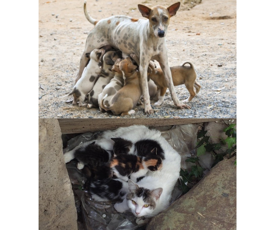 MPPR emite recomendação administrativa para que Município de Campina da Lagoa implemente política de controle de natalidade de animais em situação de rua.