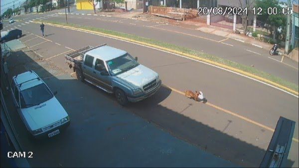 Cachorra 'furta' marmita e trabalhador corre atrás do animal para recuperar refeição.