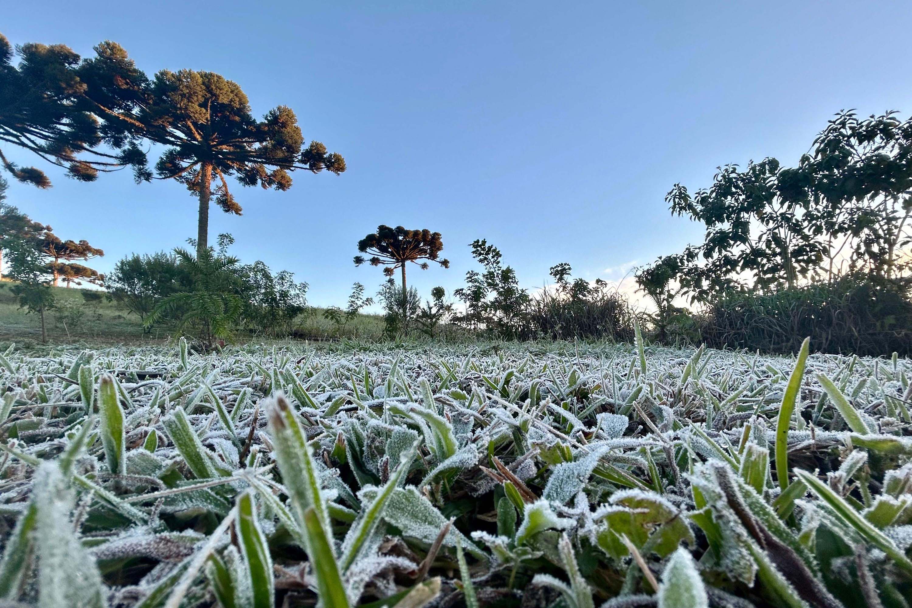 Primeira onda de frio chega ao Paraná semana que vem com termômetros perto de 0ºC.