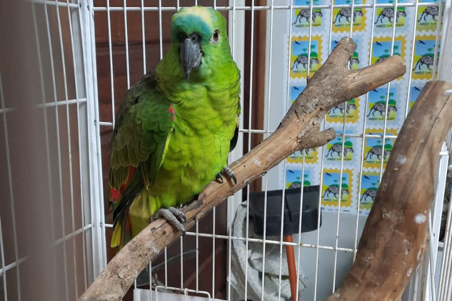 Governo incentiva a guarda responsável de animais silvestres vítimas de maus-tratos - Mais FM 100.5