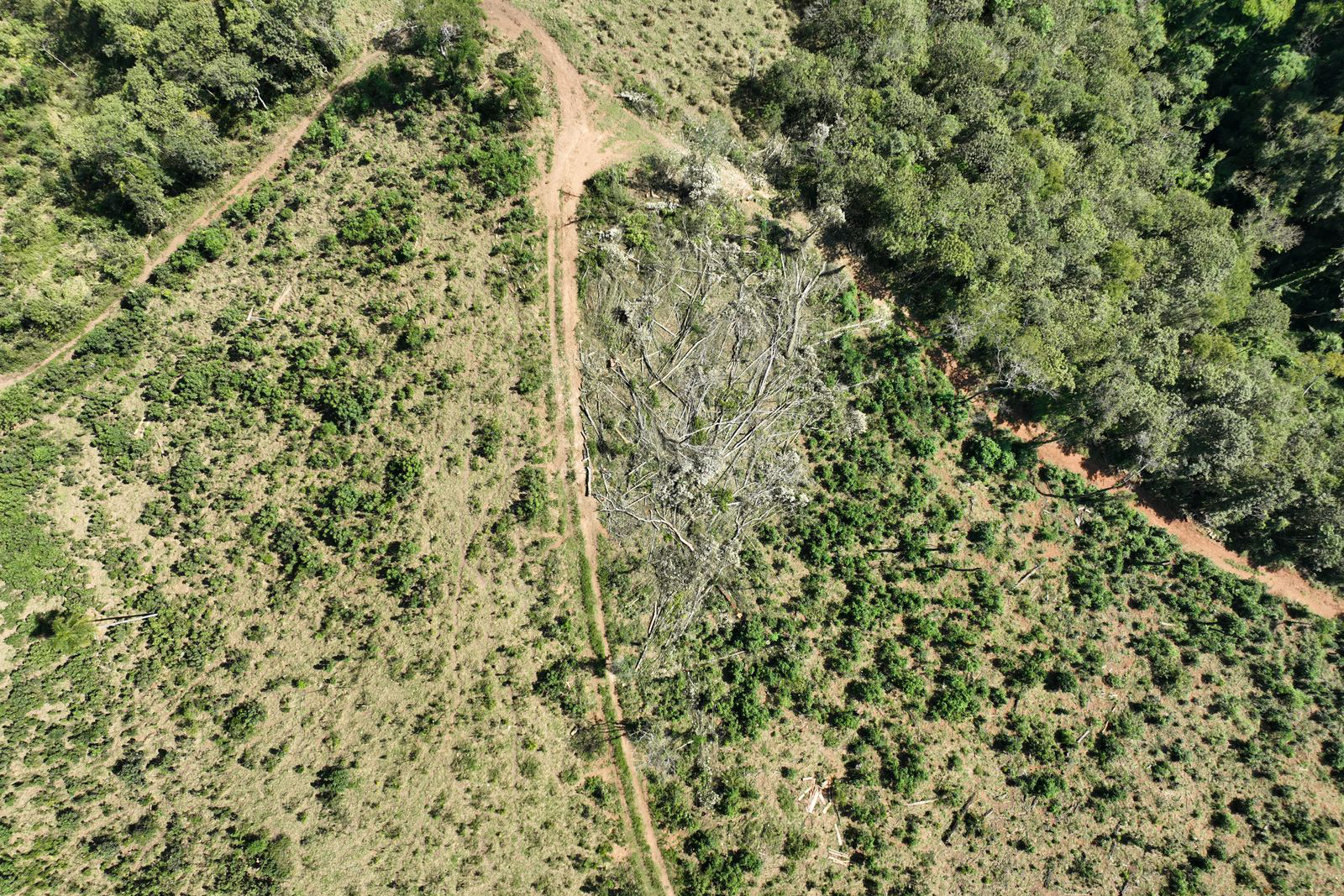 Nova plataforma dará ao IAT acesso a imagens diárias para controle de crimes ambientais.