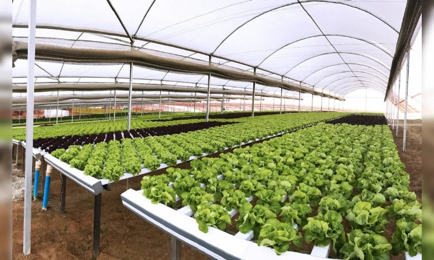 Estufas do programa Rota do Progresso fortalecem a agricultura familiar em Campina da Lagoa.