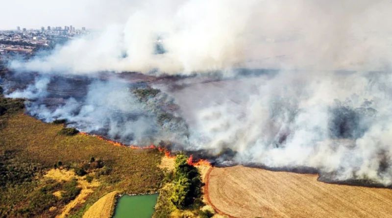 Incêndios devastam áreas na região e deixam 28 cabeças de gado mortas